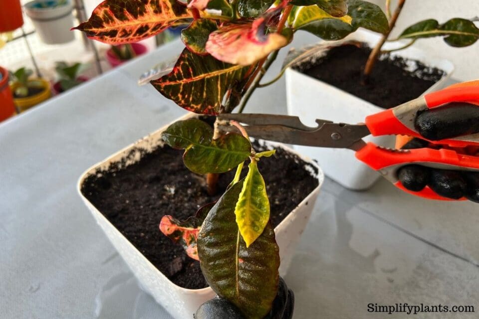 Why Are My Croton Leaves Drying? (Possible Problems+Solution