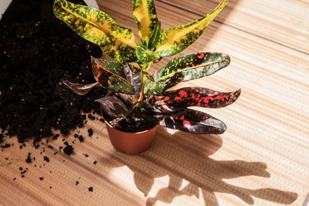When Can You Repot Croton Plant? (+How To Repot) » Simplify Plants