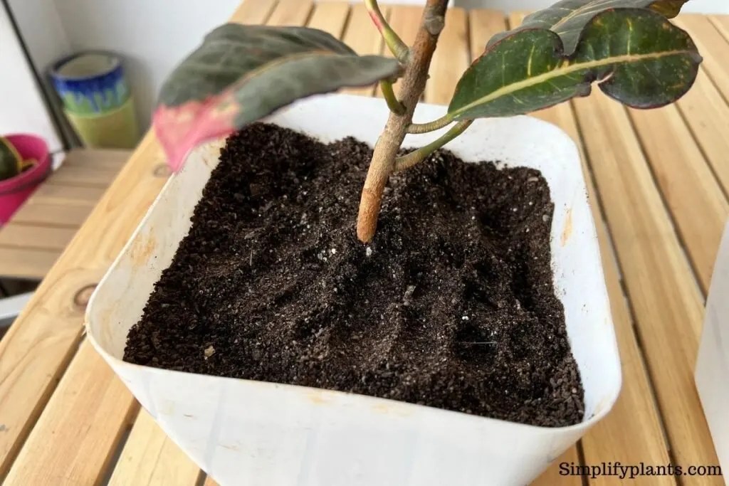 Can Crotons Survive Winter? Problems+Care Guide) » Simplify Plants