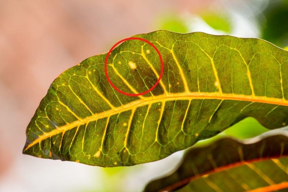 How To Revive A Dying Croton Plant? (Possible Problems+Fix) » Simplify