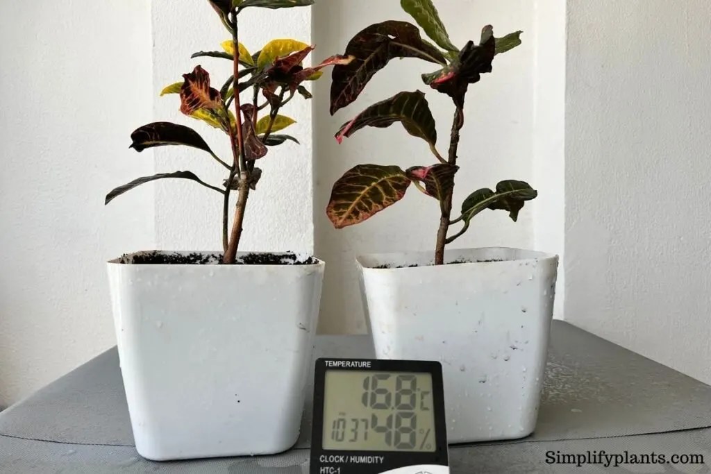 Can Crotons Survive Winter? Problems+Care Guide) » Simplify Plants