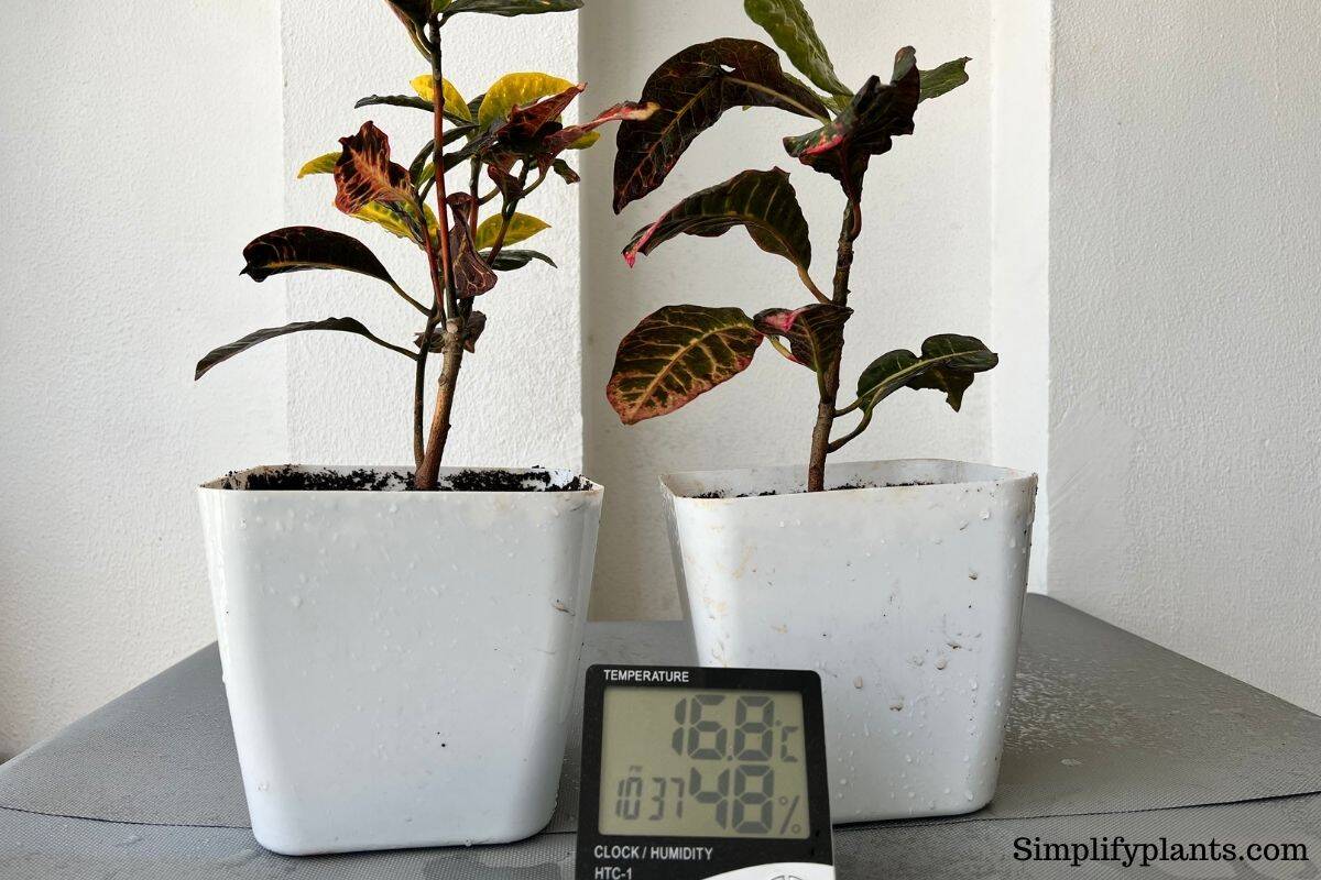 Why Are My Croton Leaves Turning Brown? (Causes+How To Fix) » Simplify
