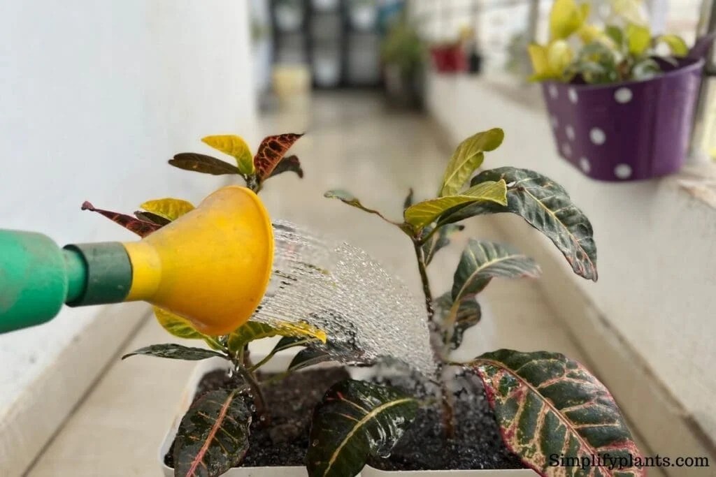 How Often To Water Croton Plant? (Watering Schedule+Watering Problems