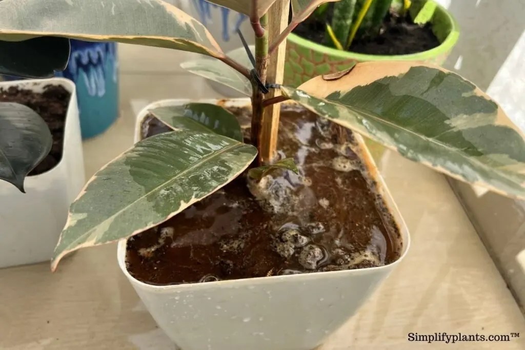 Signs Of Root Rot In Rubber Plant (Causes+Treatment) » Simplify Plants