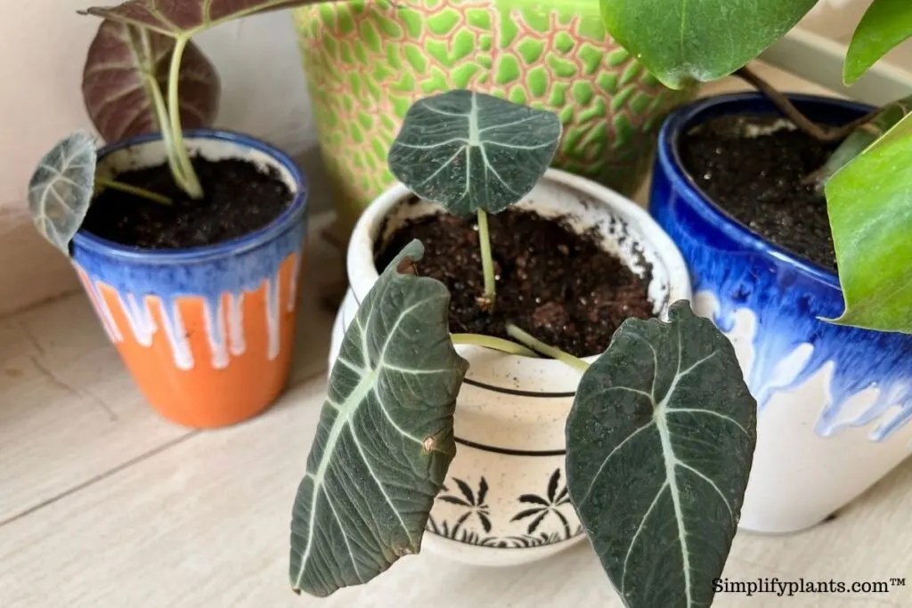 What Kind Of Soil Does Alocasia Need? (Ideal Soil Mix+Other