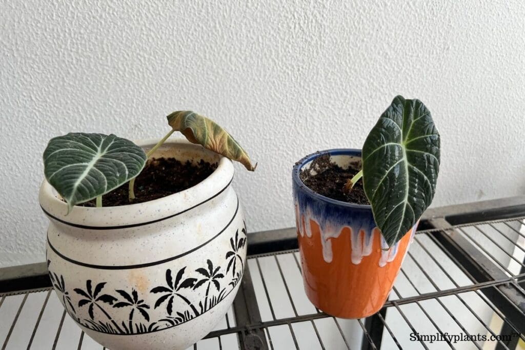 Why Is My Alocasia Dripping Water? (Is It A Concern?) » Simplify Plants