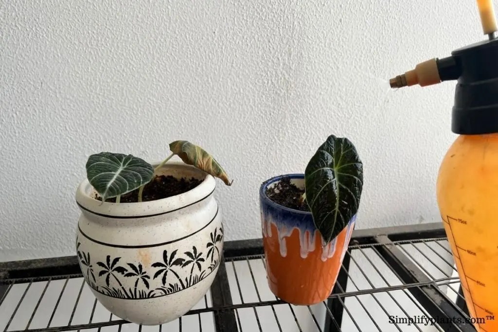 Should I Mist My Alocasia? (Ideal Humidity+How To Maintain) » Simplify Plants
