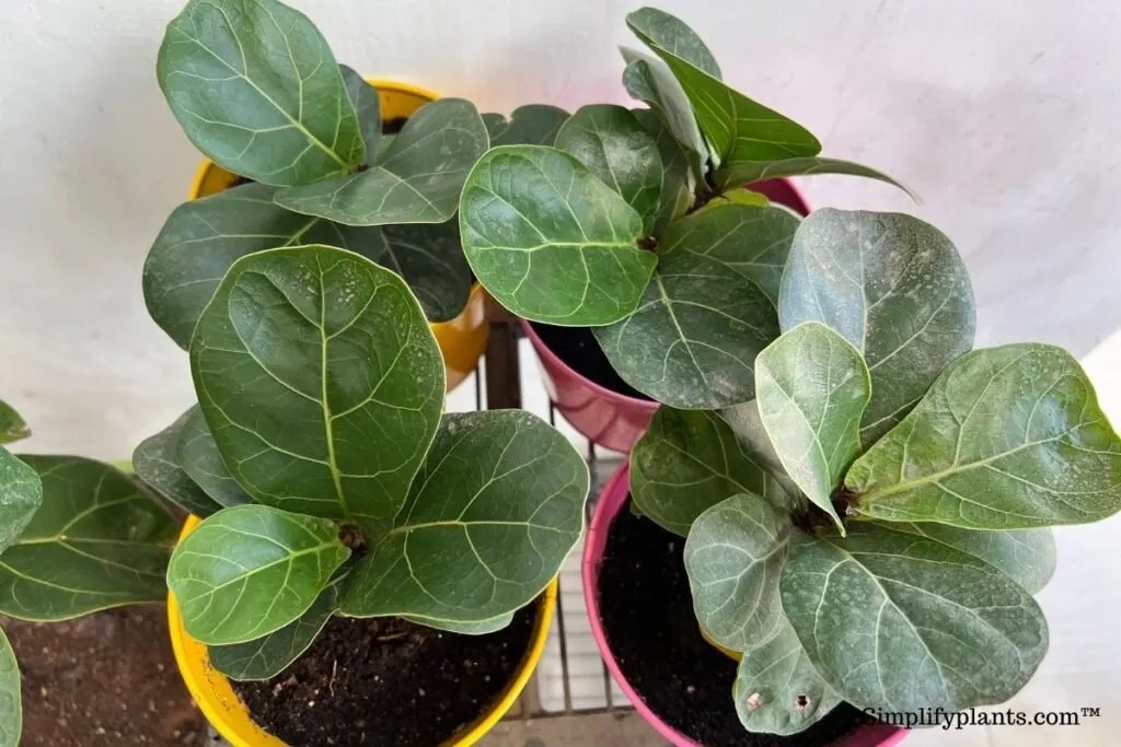 How To Treat Sunburn On Fiddle Leaf Fig? » Simplify Plants