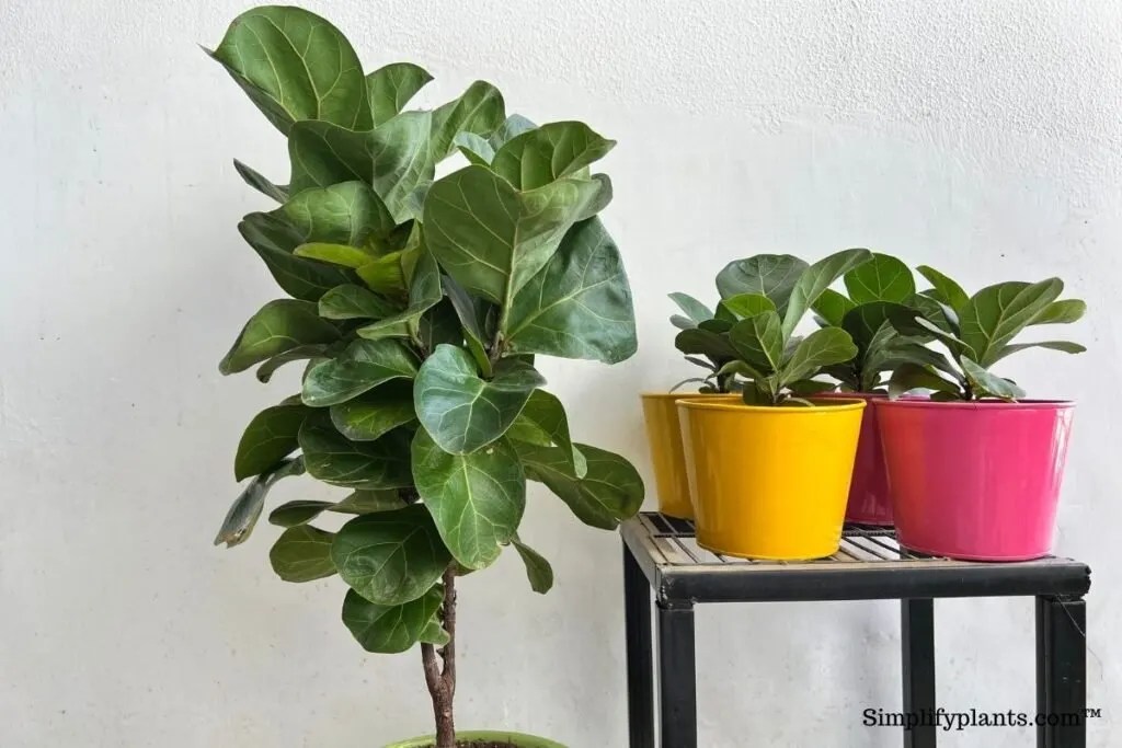 How Do I Get Rid Of Bugs On My Fiddle Leaf Fig? » Simplify Plants
