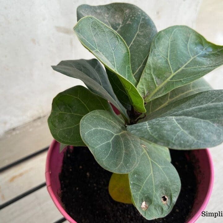 Why Does My Fiddle Leaf Fig Have White Spots? (Causes+What To Do