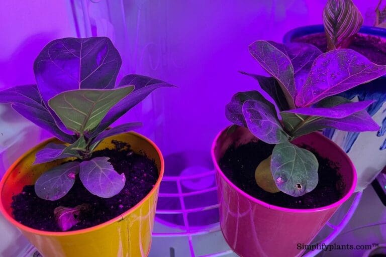 How To Save A Dying Fiddle Leaf Fig? » Simplify Plants