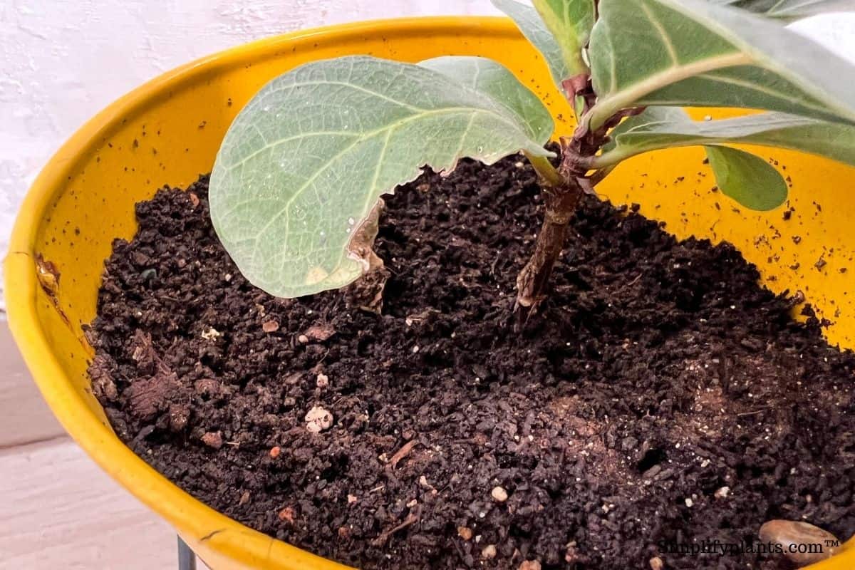 Why Is My Fiddle Leaf Fig Leggy? (Causes+What To Do) Simplify Plants