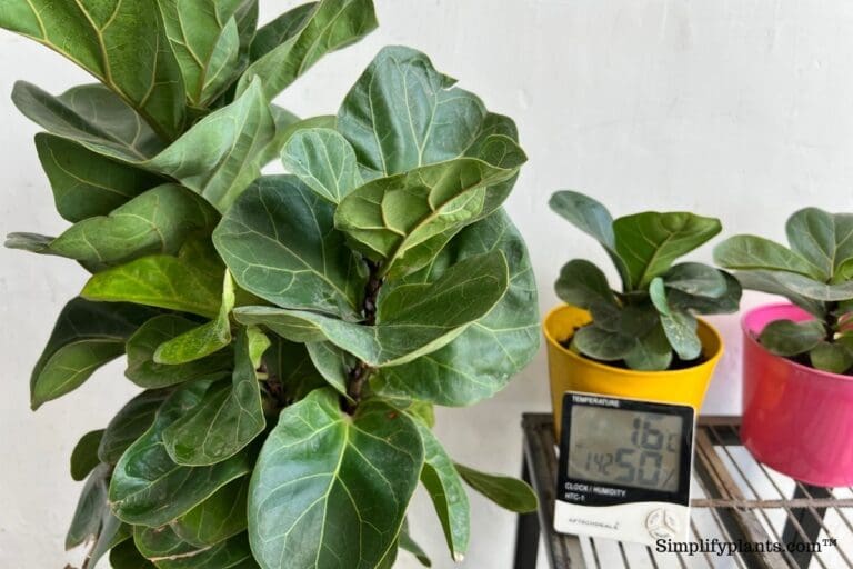 How Do You Take Care Of A Fiddle Leaf Fig In The Winter? » Simplify Plants