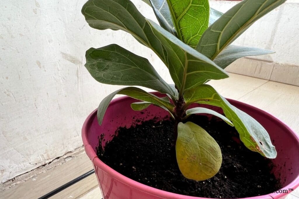 How To Fix Root Rot In Fiddle Leaf Fig? (+ Causes+Prevention