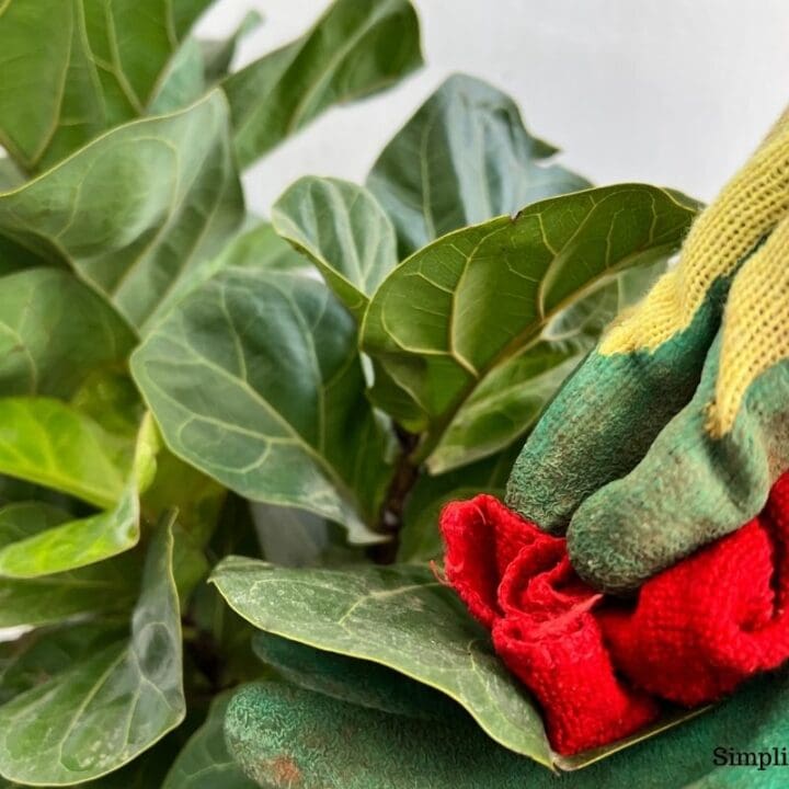 How To Clean Fiddle Leaf Fig Leaves? (What To Use+How Often) Simplify