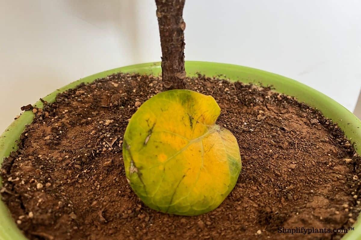 What Soil Is Best For Fiddle Leaf Fig? (+Making A Soil Mix) Simplify