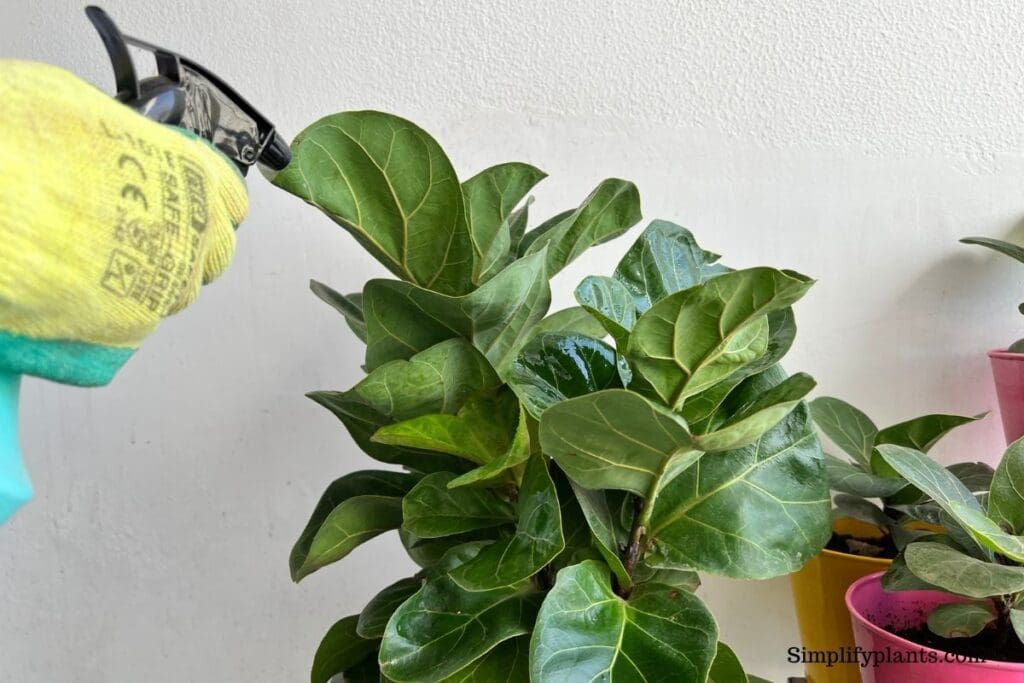 How To Clean Fiddle Leaf Fig Leaves? (What To Use+How Often) » Simplify