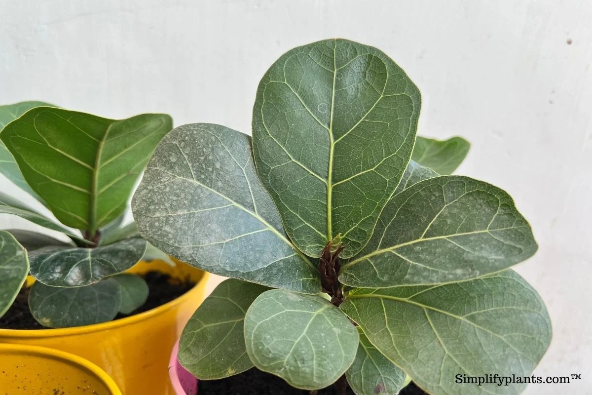 How To Clean Fiddle Leaf Fig Leaves? (What To Use+How Often) » Simplify