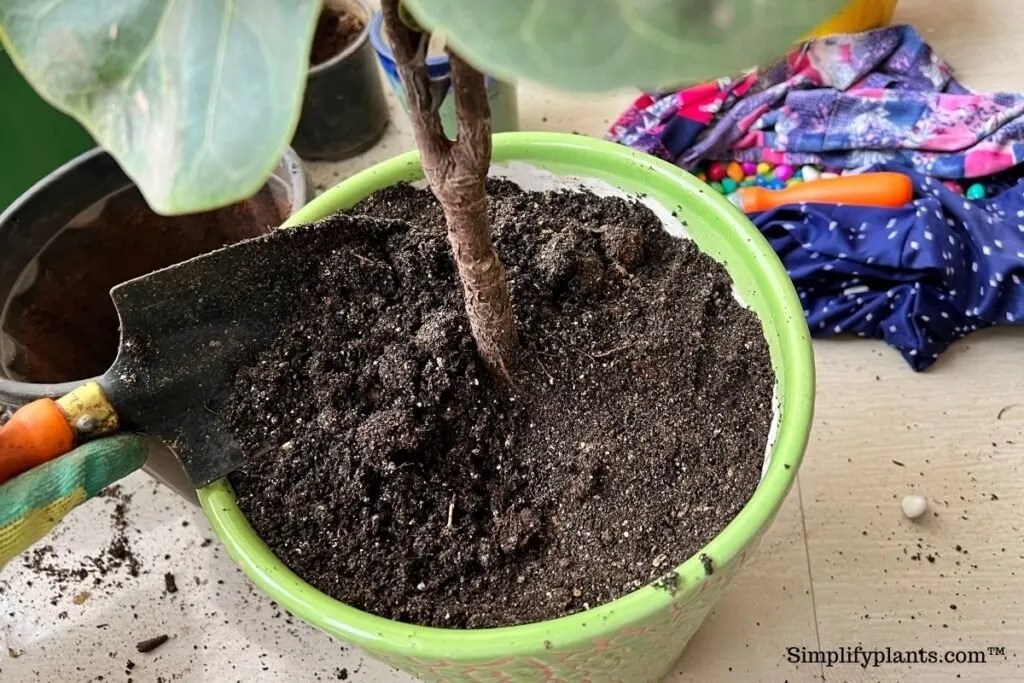 What Soil Is Best For Fiddle Leaf Fig? (+Making A Soil Mix) » Simplify