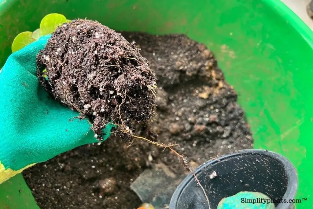 Why Is My Fiddle Leaf Fig Leggy? (Causes+What To Do) » Simplify Plants