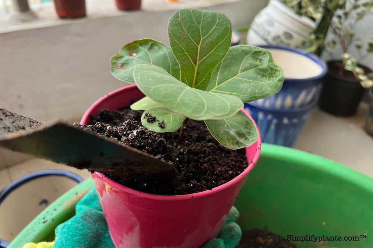 What Soil Is Best For Fiddle Leaf Fig? (+Making A Soil Mix) Simplify