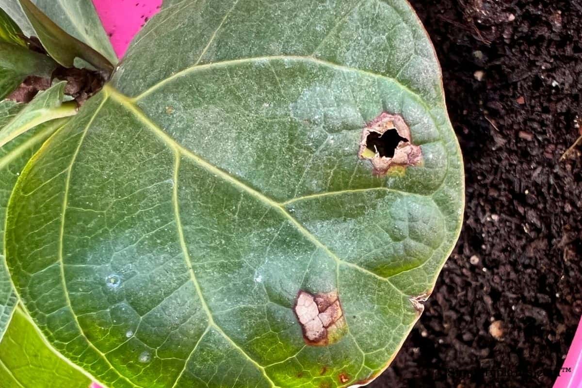 How To Treat Sunburn On Fiddle Leaf Fig? » Simplify Plants