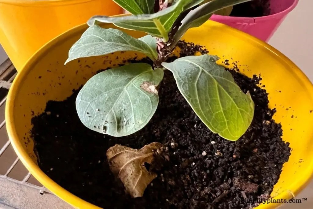 How To Treat Sunburn On Fiddle Leaf Fig? » Simplify Plants
