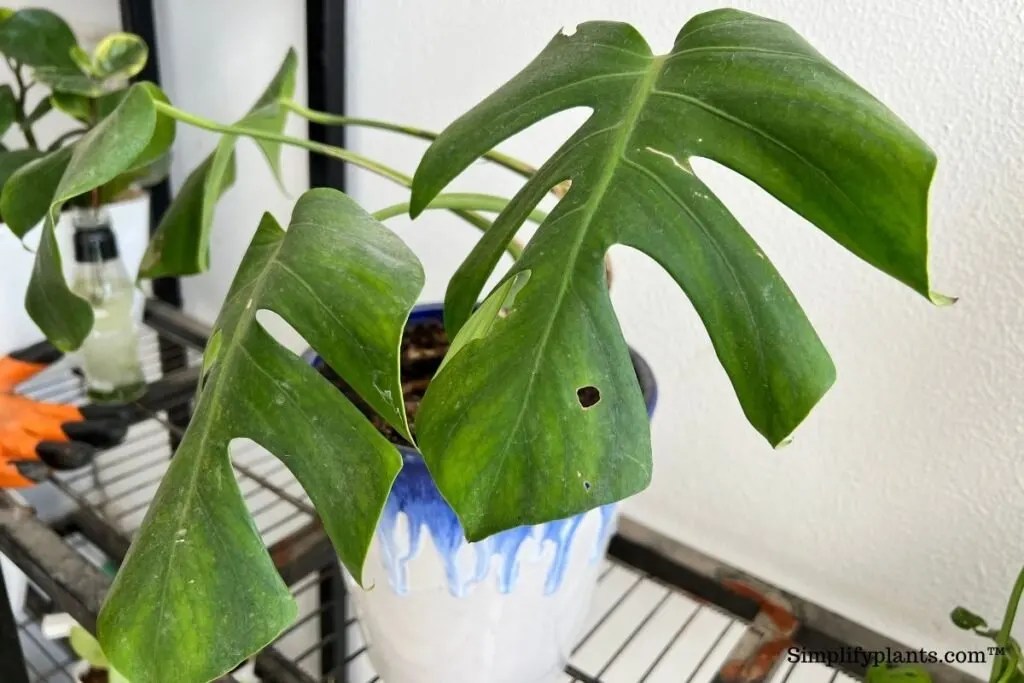 Do Monstera Like To Be Misted? (Monstera Humidity Requirement+Tips