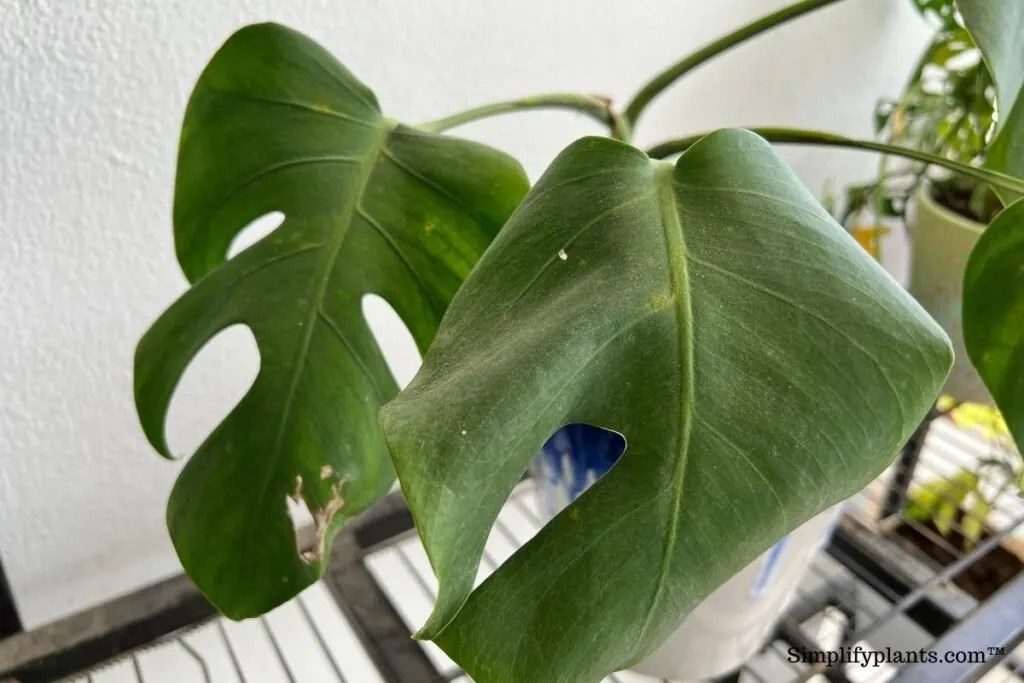 25+ Why Is My Monstera Drooping JustenKarman