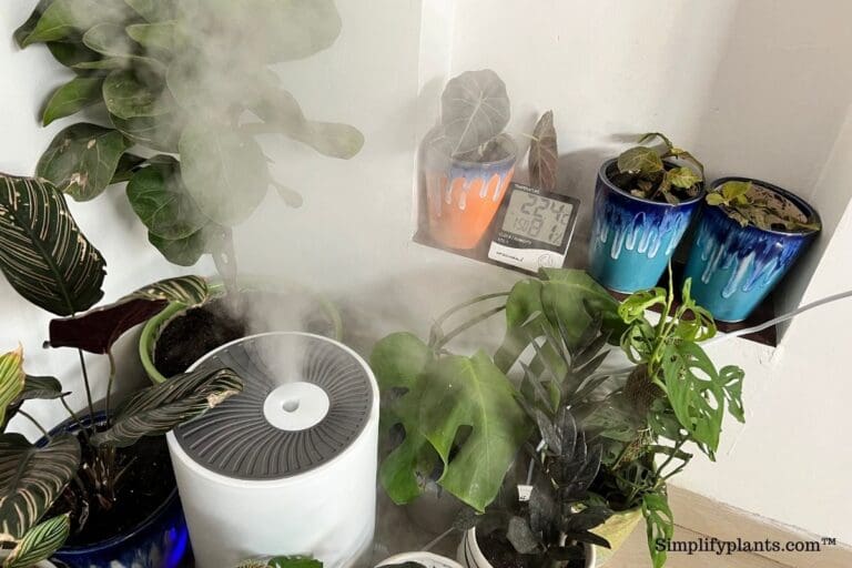 Do Monstera Like To Be Misted? (Monstera Humidity Requirement+Tips
