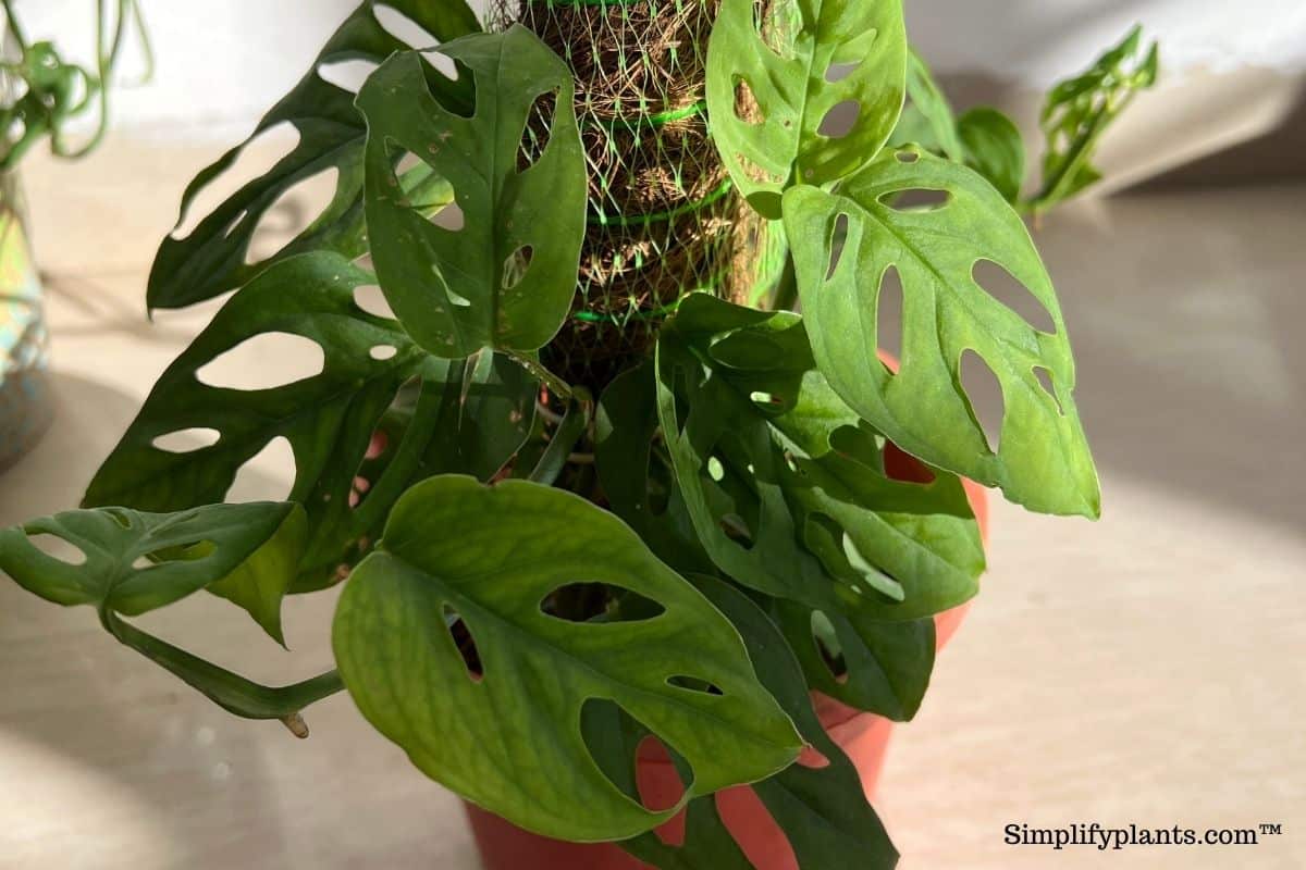 How Much Light Do Monstera Plants Need? (+All Other Lighting Questions