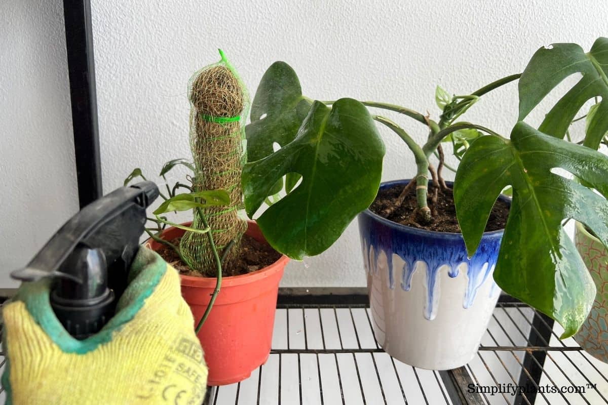 How To Clean Monstera Leaves? (+Simple Tips To Follow) » Simplify Plants