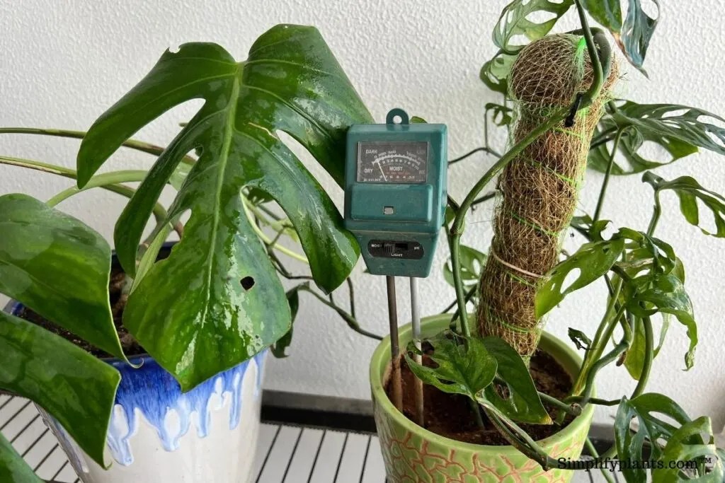 Where To Place A Monstera Plant? (Tips & Factors Deciding Placement