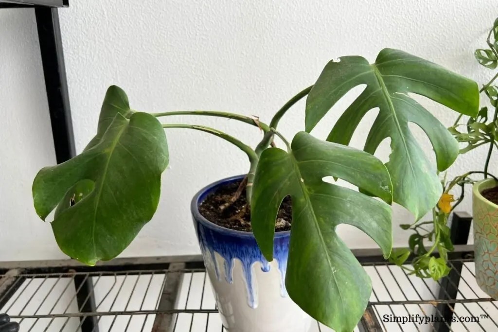 How To Tell If Monstera Is Dying? (7 Signs You Need To Look For