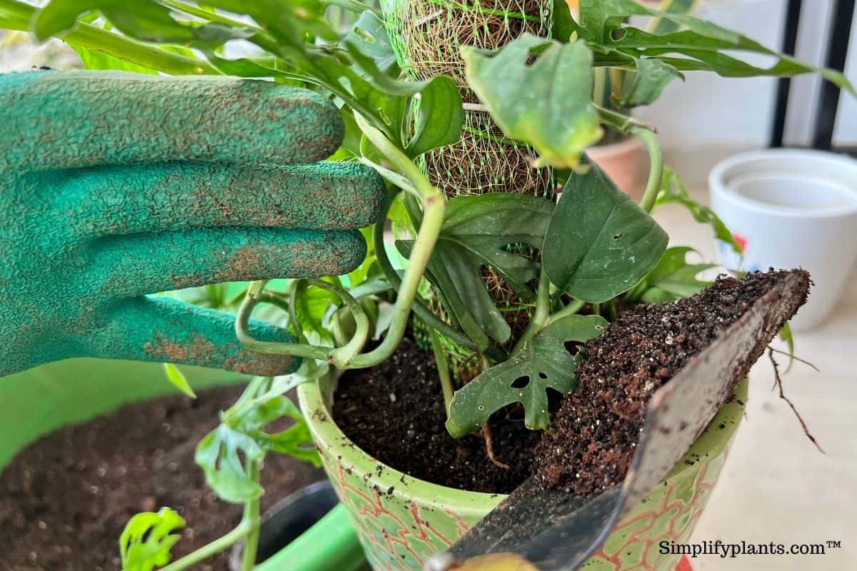 What Soil To Use For Monstera Plants? (Ideal Soil Mix+Tips) » Simplify