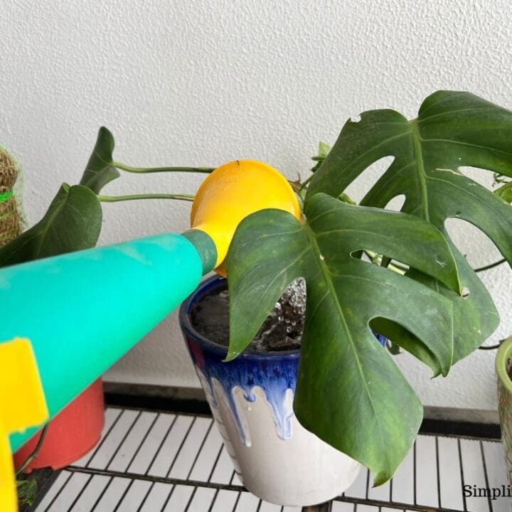 How Often Do You Water A Monstera? (Watering Requirements+Tips