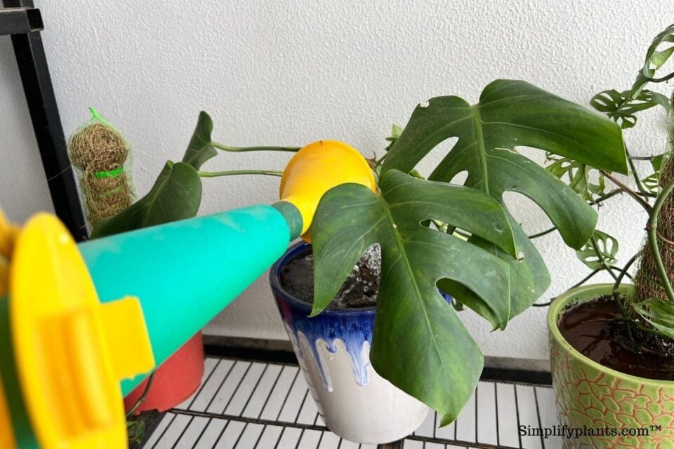 How Often Do You Water A Monstera? (Watering Requirements+Tips