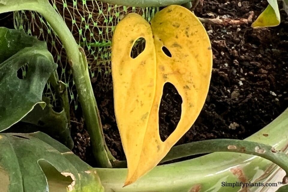 Why Is My Monstera Leaves Turning Yellow? (Causes+What To Do