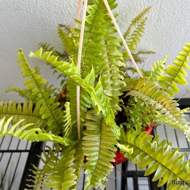 What Kind Of Lighting Does A Boston Fern Need? Simplify Plants