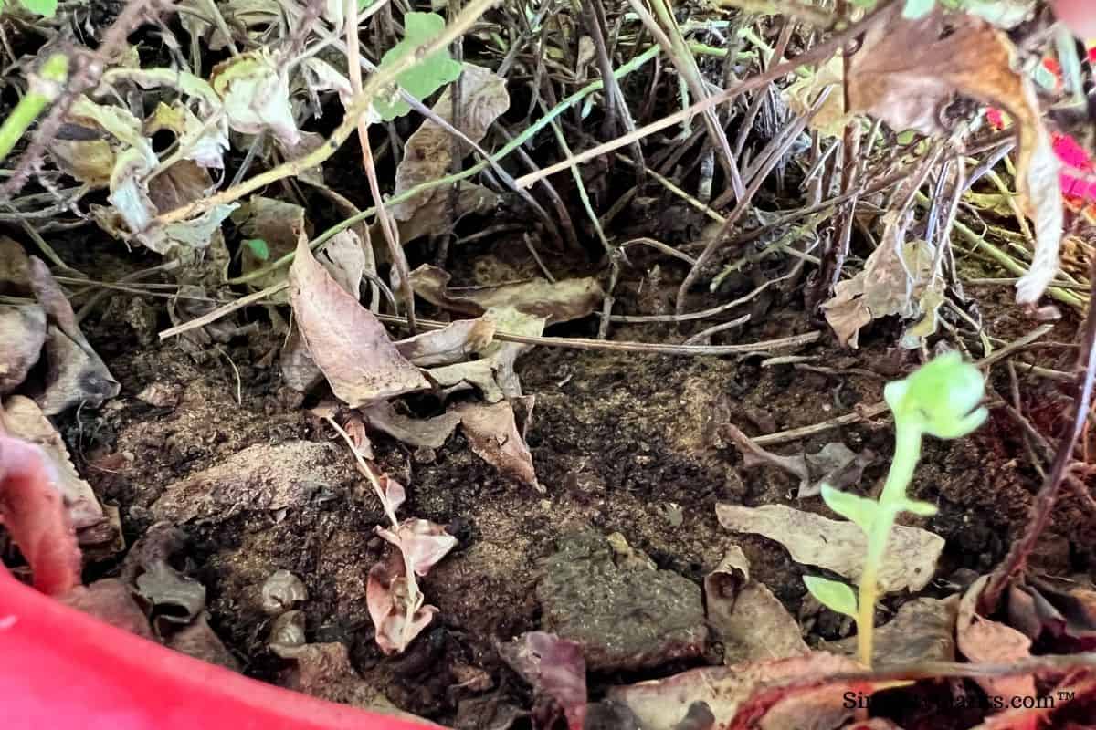 How To Water Boston Fern? (How Often, How Much & More) » Simplify Plants