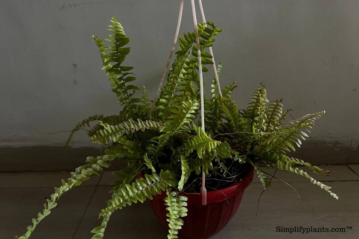 How To Revive Boston Fern? (Saving An Almost Dead Plant) Simplify Plants