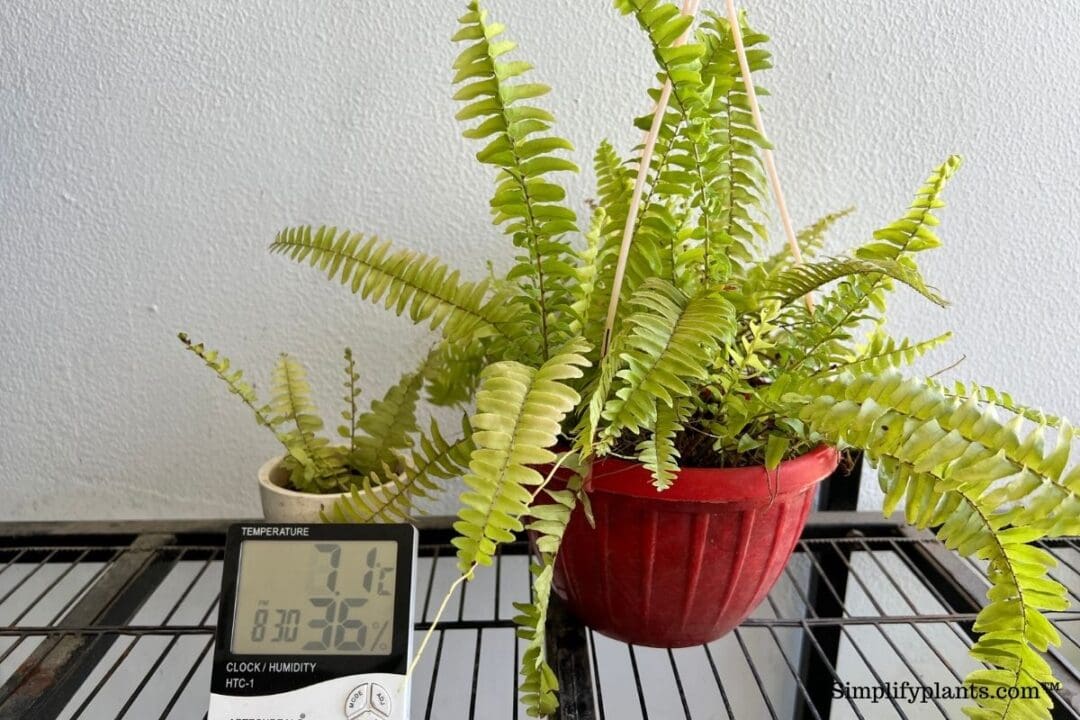 Can Boston Fern Survive Winter Indoors? (+Winter Care & Dormancy
