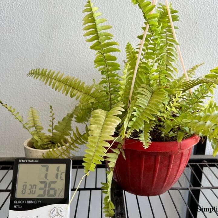 How To Bring Boston Fern Inside For Winter? Simplify Plants