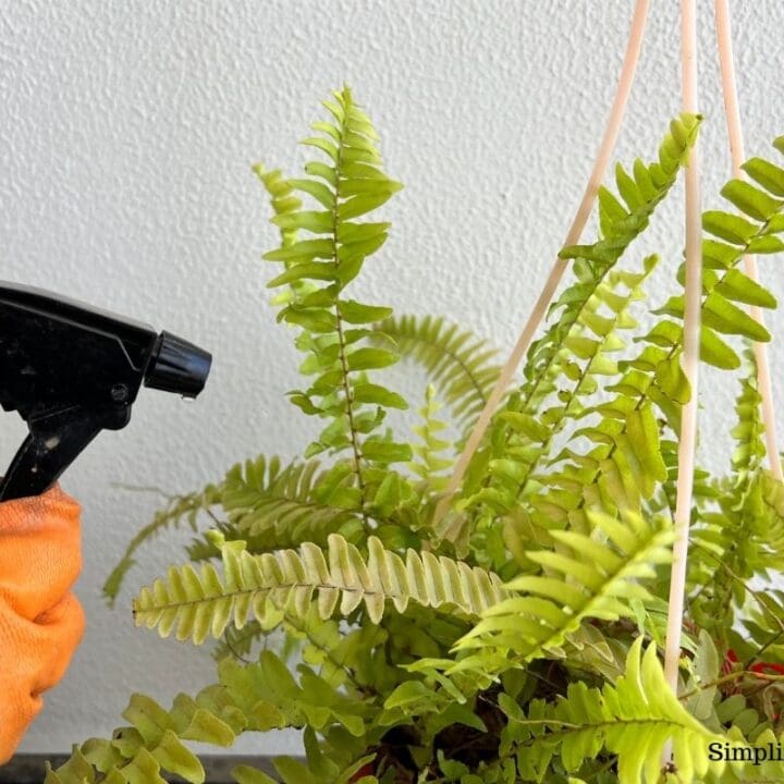 Should I Mist My Boston Fern? (How Often+Pros & Cons) Simplify Plants