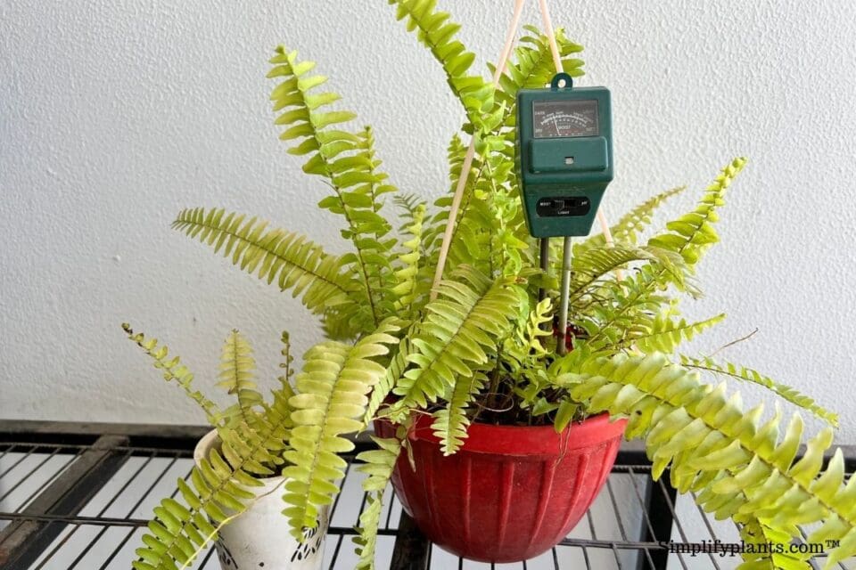How To Revive Boston Fern? (Saving An Almost Dead Plant) » Simplify Plants