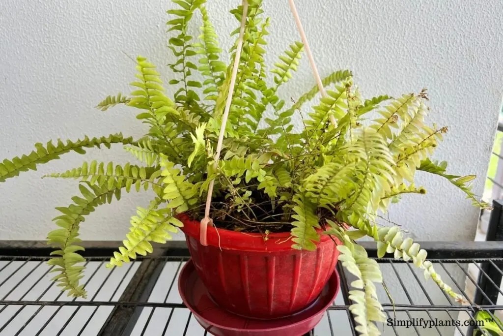 Why Is My Boston Fern Turning Brown? (Possible Causes+Fix) » Simplify