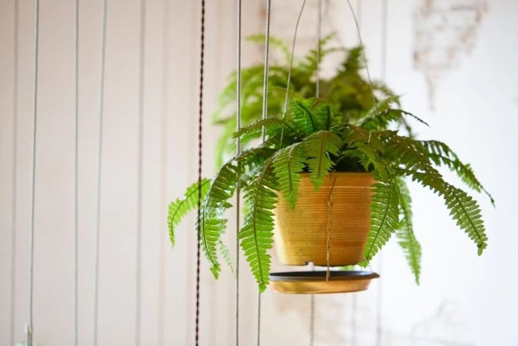 Where Should I Place My Boston Fern? (Ideal Location+Tips) Simplify
