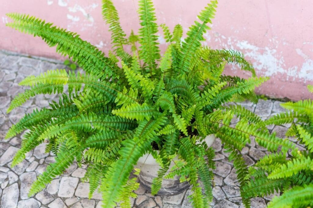 Can Boston Fern Survive Winter Indoors? (+Winter Care & Dormancy