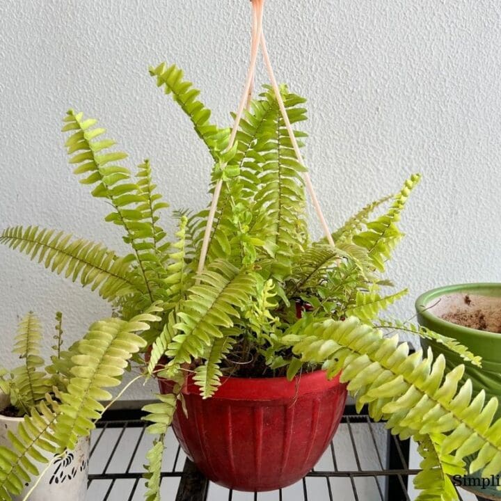 What Kind Of Pot Is Best For a Boston Fern? (Size, Material & More