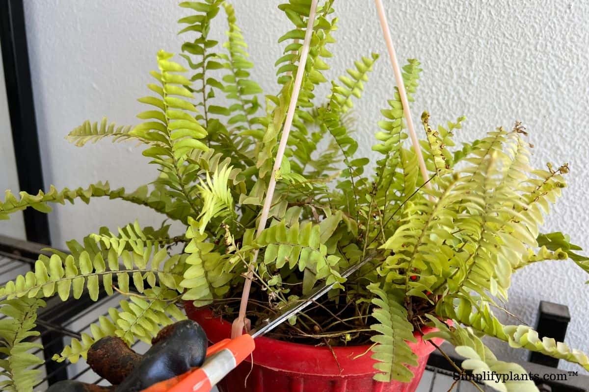 Should I Trim My Boston Fern? (+How To Prune) » Simplify Plants